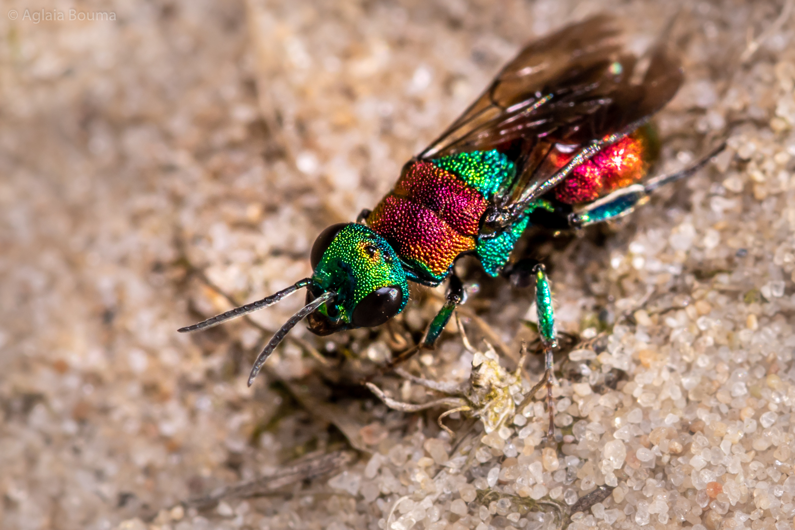 Chrysididae